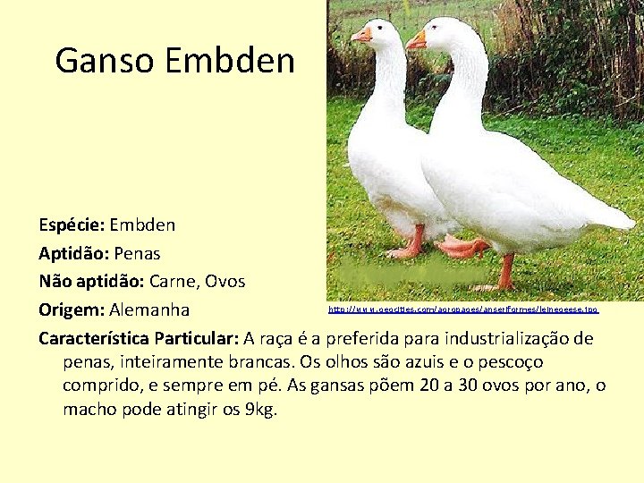 Ganso Embden Espécie: Embden Aptidão: Penas Não aptidão: Carne, Ovos http: //www. geocities. com/agropages/anseriformes/leinegeese.