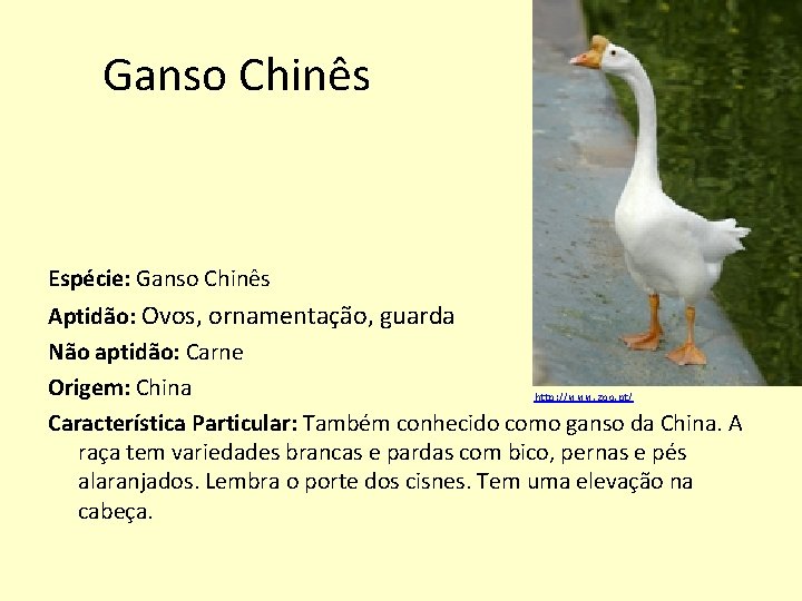 Ganso Chinês Espécie: Ganso Chinês Aptidão: Ovos, ornamentação, guarda Não aptidão: Carne Origem: China