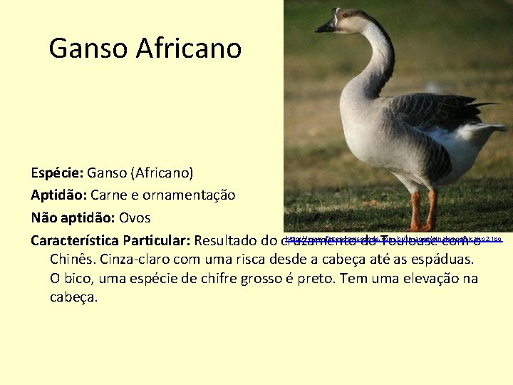 Ganso Africano Espécie: Ganso (Africano) Aptidão: Carne e ornamentação Não aptidão: Ovos http: //www.