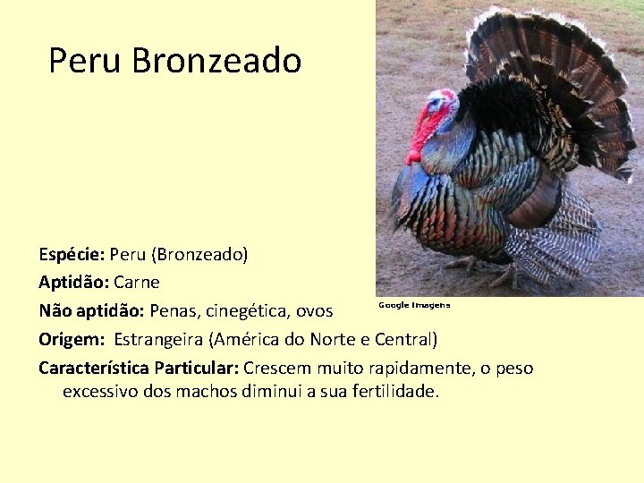 Peru Bronzeado Espécie: Peru (Bronzeado) Aptidão: Carne Google imagens Não aptidão: Penas, cinegética, ovos
