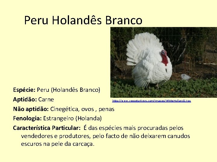 Peru Holandês Branco Espécie: Peru (Holandês Branco) Aptidão: Carne http: //www. reeseturkeys. com/images/White. Holland