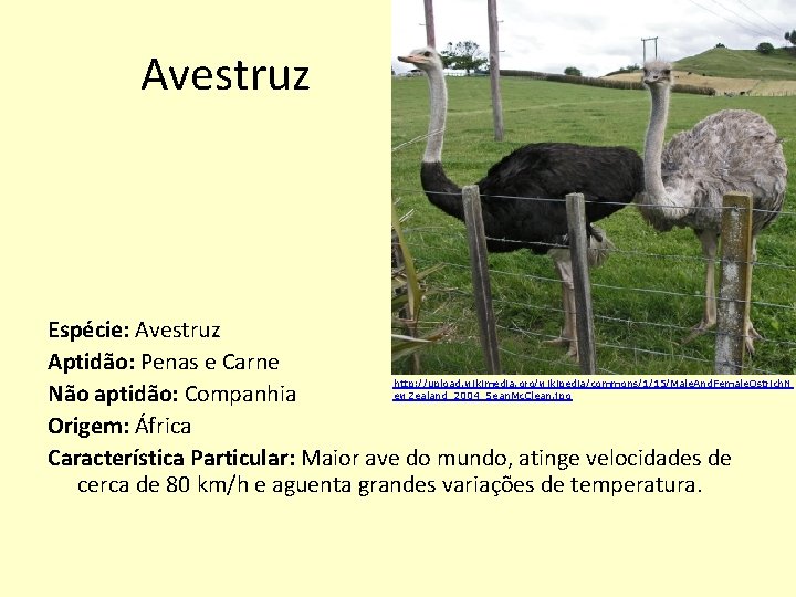 Avestruz Espécie: Avestruz Aptidão: Penas e Carne http: //upload. wikimedia. org/wikipedia/commons/1/15/Male. And. Female. Ostrich.