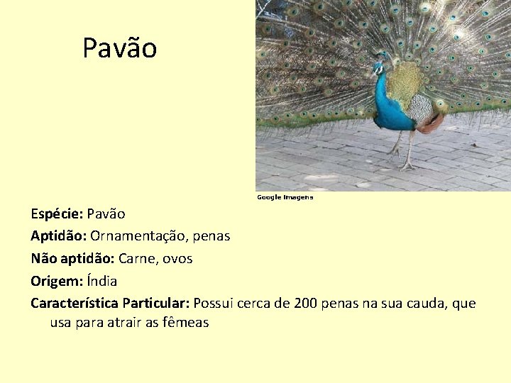 Pavão Google imagens Espécie: Pavão Aptidão: Ornamentação, penas Não aptidão: Carne, ovos Origem: Índia