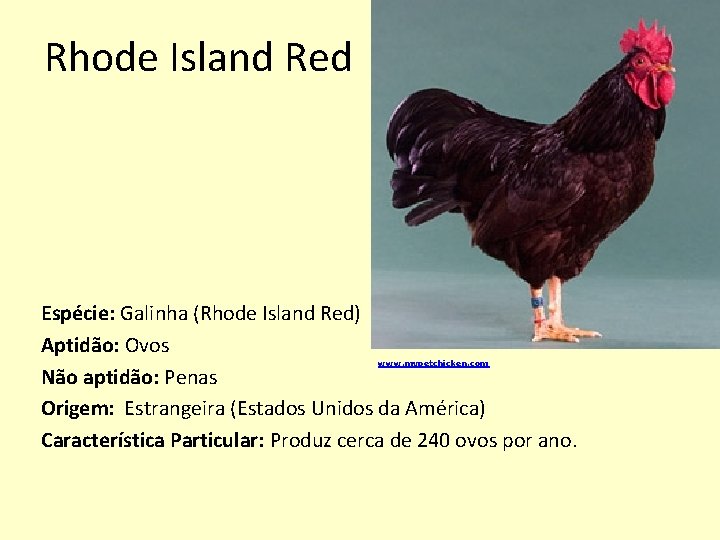 Rhode Island Red Espécie: Galinha (Rhode Island Red) Aptidão: Ovos Não aptidão: Penas Origem: