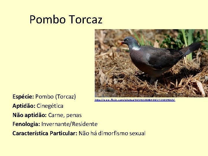 Pombo Torcaz Espécie: Pombo (Torcaz) http: //www. flickr. com/photos/56541100@N 00/2721859065/ Aptidão: Cinegética Não aptidão: