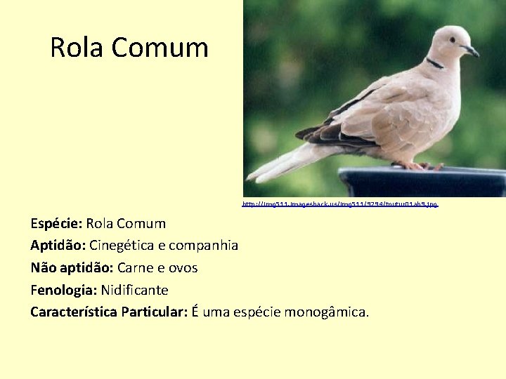 Rola Comum http: //img 511. imageshack. us/img 511/9294/toutur 01 ab 9. jpg Espécie: Rola