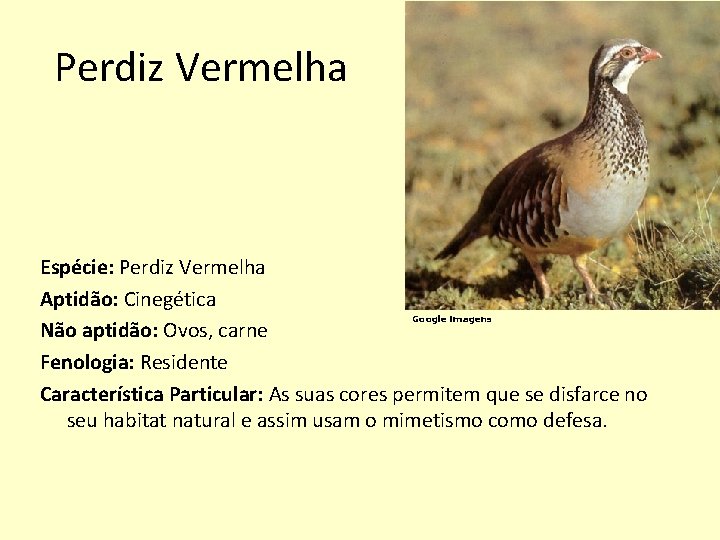 Perdiz Vermelha Espécie: Perdiz Vermelha Aptidão: Cinegética Google imagens Não aptidão: Ovos, carne Fenologia: