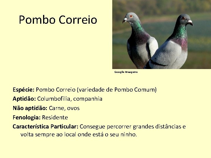 Pombo Correio Google imagens Espécie: Pombo Correio (variedade de Pombo Comum) Aptidão: Columbofilia, companhia