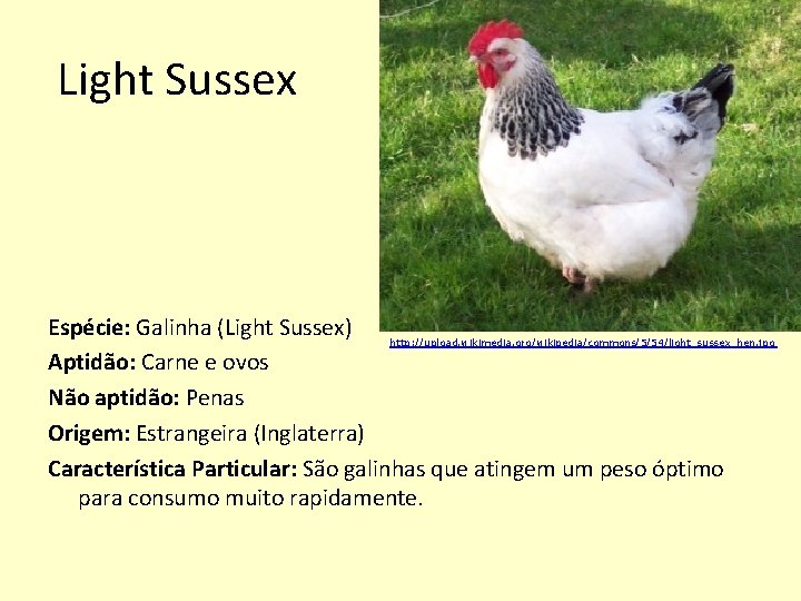 Light Sussex Espécie: Galinha (Light Sussex) http: //upload. wikimedia. org/wikipedia/commons/5/54/light_sussex_hen. jpg Aptidão: Carne e