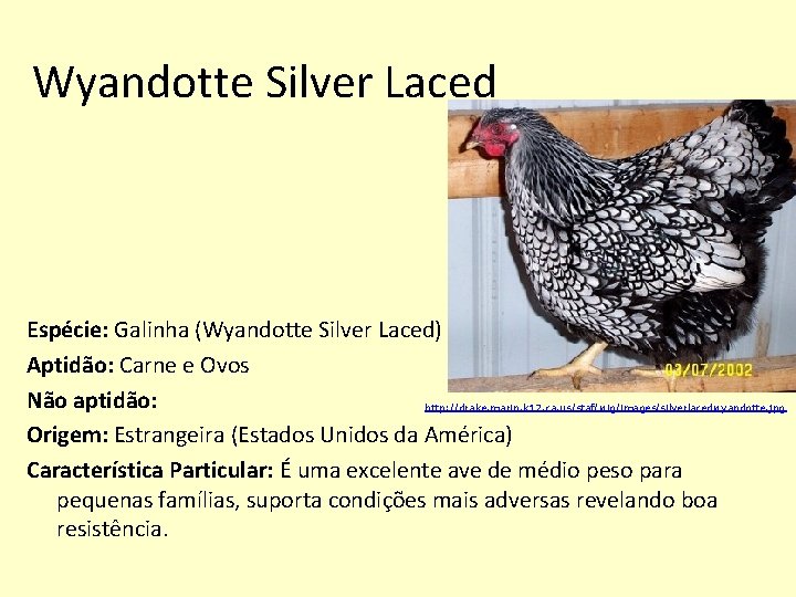 Wyandotte Silver Laced Espécie: Galinha (Wyandotte Silver Laced) Aptidão: Carne e Ovos Não aptidão: