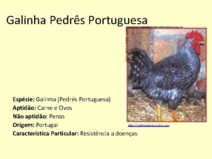 Galinha Pedrês Portuguesa Espécie: Galinha (Pedrês Portuguesa) Aptidão: Carne e Ovos Não aptidão: Penas