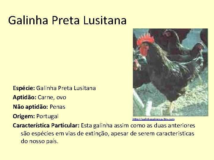 Galinha Preta Lusitana Espécie: Galinha Preta Lusitana Aptidão: Carne, ovo Não aptidão: Penas Origem: