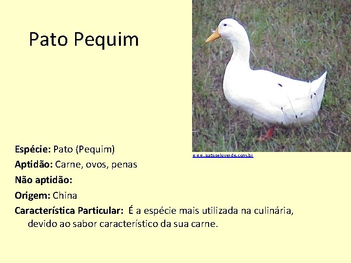 Pato Pequim Espécie: Pato (Pequim) www. patoseloverde. com. br Aptidão: Carne, ovos, penas Não