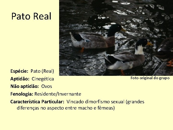 Pato Real Espécie: Pato (Real) Foto original do grupo Aptidão: Cinegética Não aptidão: Ovos