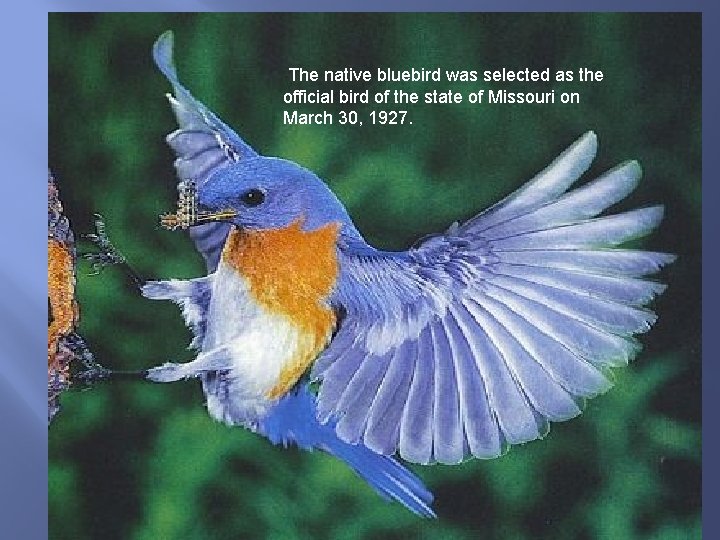The native bluebird was selected as the official bird of the state of Missouri