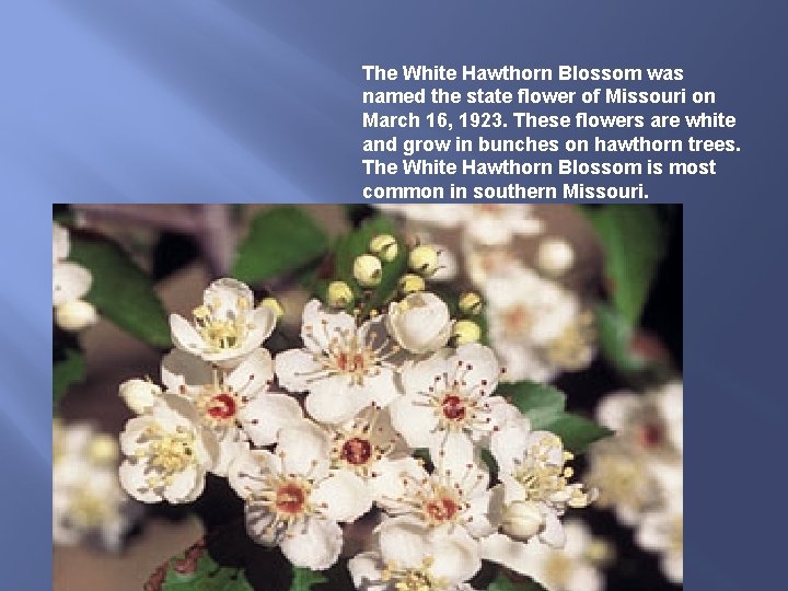 The White Hawthorn Blossom was named the state flower of Missouri on March 16,