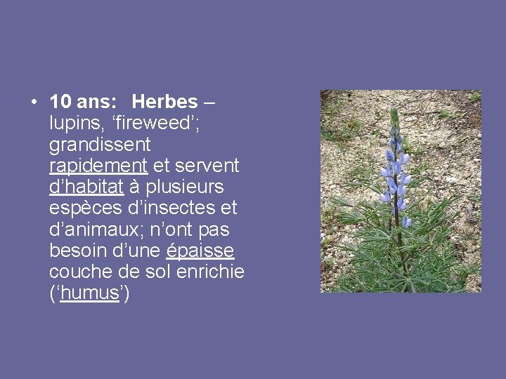  • 10 ans: Herbes – lupins, ‘fireweed’; grandissent rapidement et servent d’habitat à