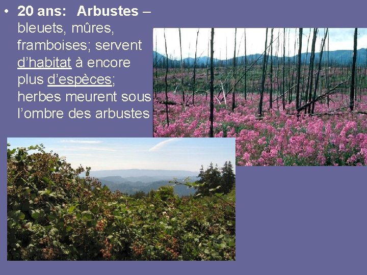  • 20 ans: Arbustes – bleuets, mûres, framboises; servent d’habitat à encore plus