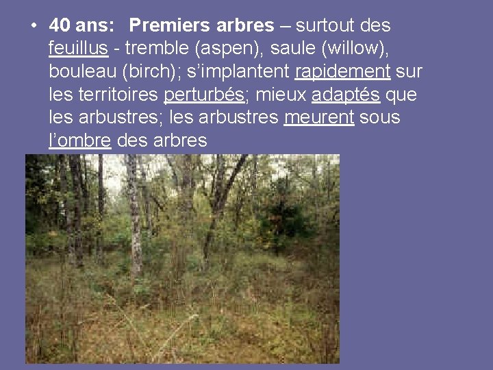  • 40 ans: Premiers arbres – surtout des feuillus - tremble (aspen), saule