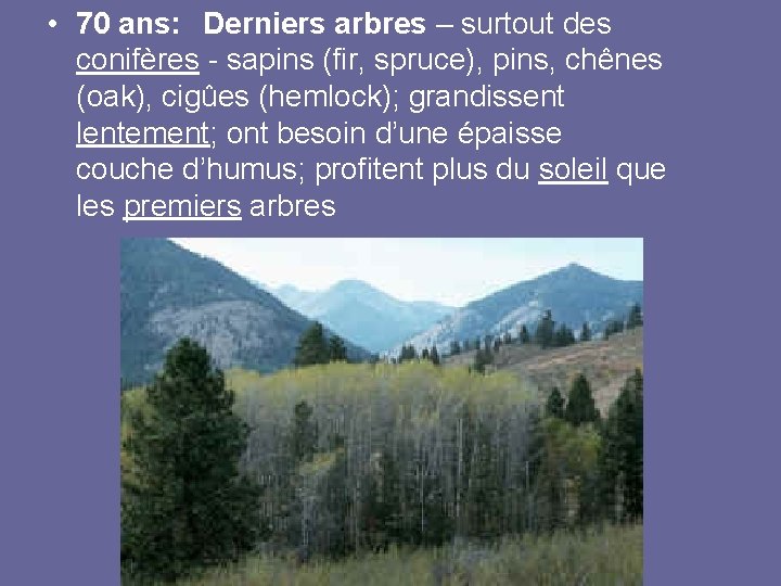  • 70 ans: Derniers arbres – surtout des conifères - sapins (fir, spruce),