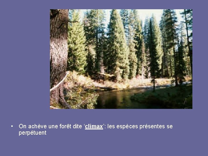  • On achève une forêt dite ‘climax’: les espèces présentes se perpétuent 