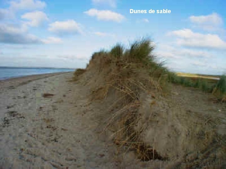 Dunes de sable 