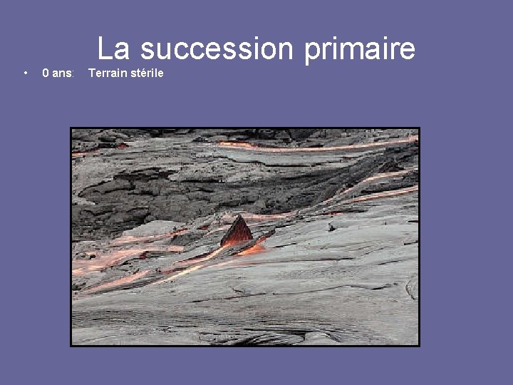 La succession primaire • 0 ans: Terrain stérile 