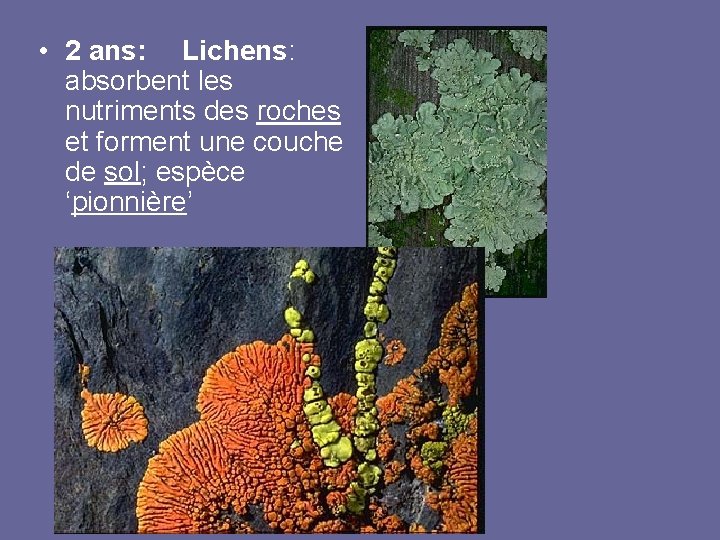  • 2 ans: Lichens: absorbent les nutriments des roches et forment une couche