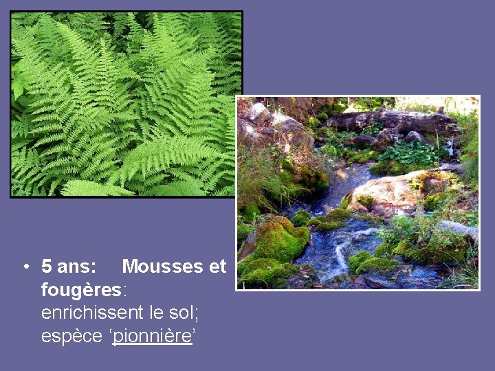  • 5 ans: Mousses et fougères: enrichissent le sol; espèce ‘pionnière’ 