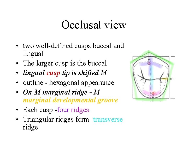 Occlusal view • two well-defined cusps buccal and lingual • The larger cusp is