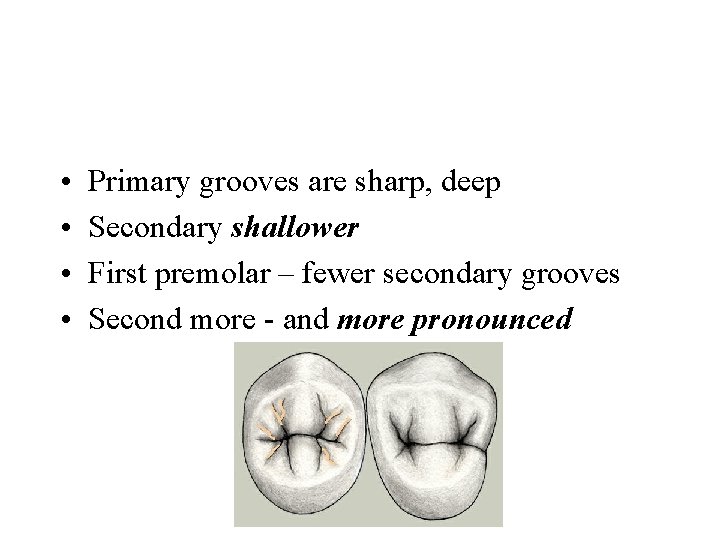  • • Primary grooves are sharp, deep Secondary shallower First premolar – fewer