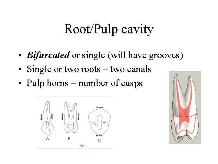 Root/Pulp cavity • Bifurcated or single (will have grooves) • Single or two roots