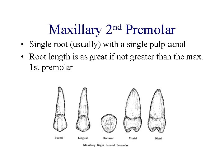 Maxillary nd 2 Premolar • Single root (usually) with a single pulp canal •
