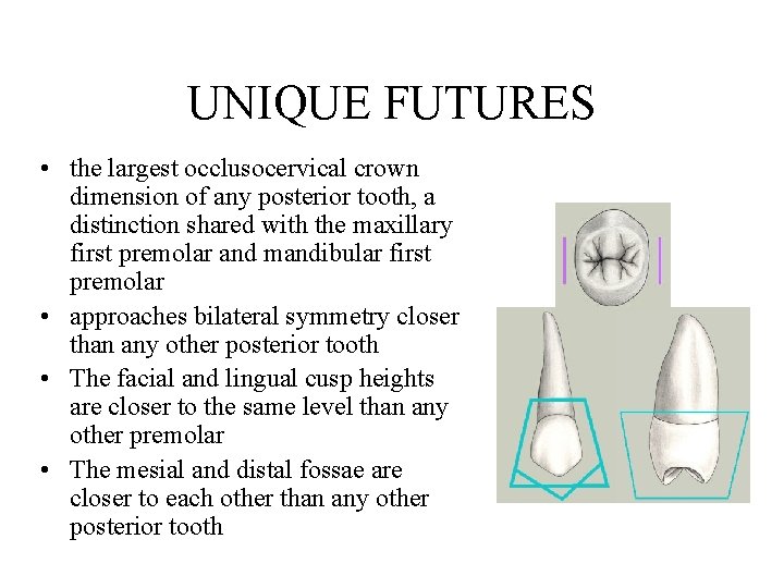 UNIQUE FUTURES • the largest occlusocervical crown dimension of any posterior tooth, a distinction