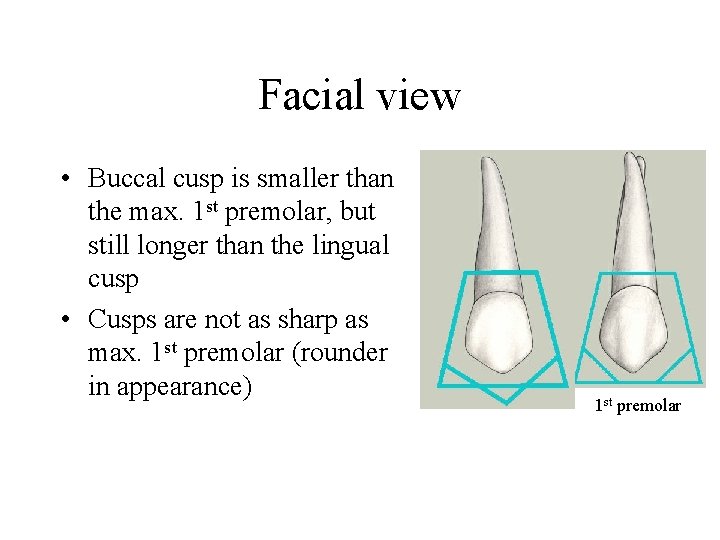 Facial view • Buccal cusp is smaller than the max. 1 st premolar, but