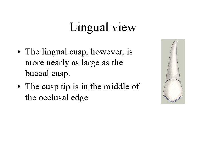 Lingual view • The lingual cusp, however, is more nearly as large as the