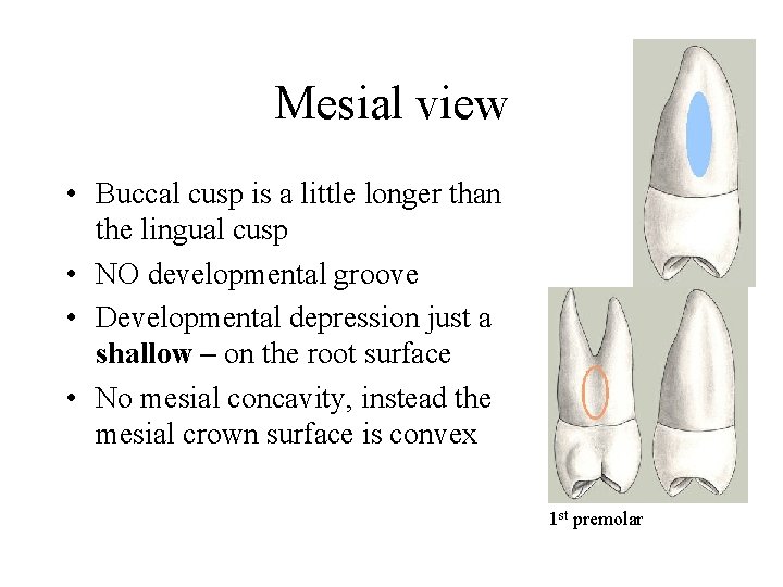 Mesial view • Buccal cusp is a little longer than the lingual cusp •