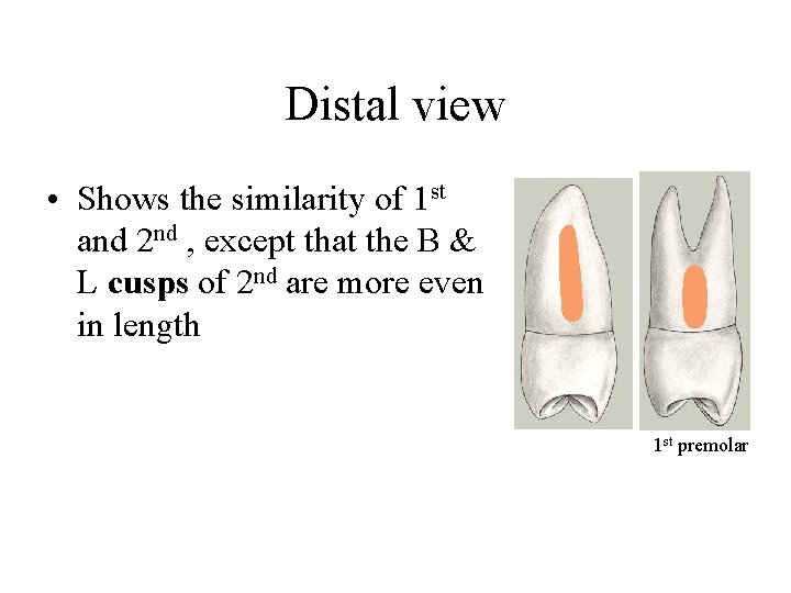 Distal view • Shows the similarity of 1 st and 2 nd , except