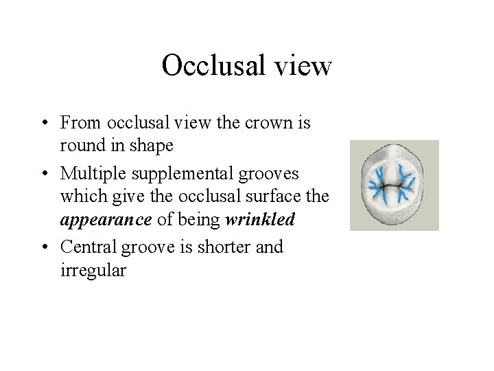 Occlusal view • From occlusal view the crown is round in shape • Multiple