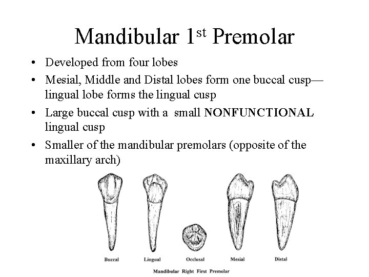 Mandibular st 1 Premolar • Developed from four lobes • Mesial, Middle and Distal