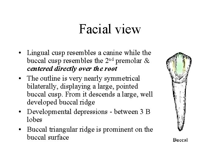 Facial view • Lingual cusp resembles a canine while the buccal cusp resembles the