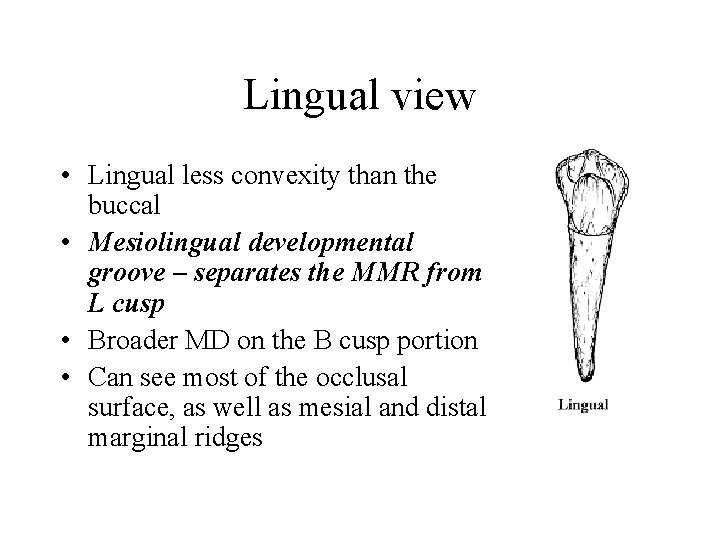 Lingual view • Lingual less convexity than the buccal • Mesiolingual developmental groove –