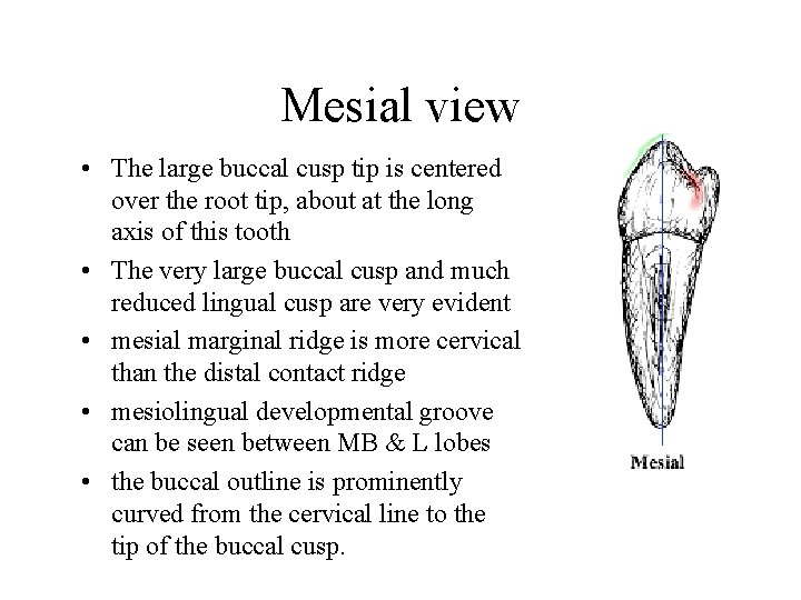 Mesial view • The large buccal cusp tip is centered over the root tip,