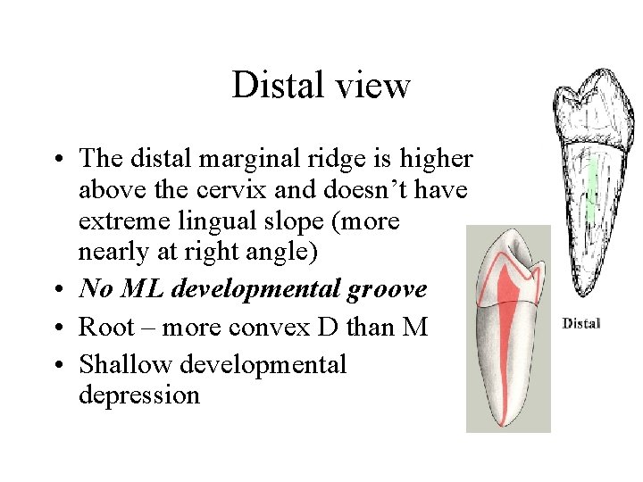 Distal view • The distal marginal ridge is higher above the cervix and doesn’t
