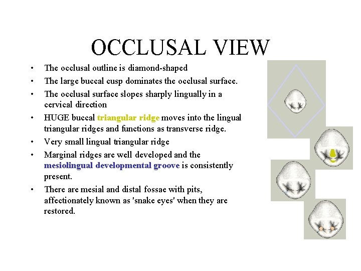 OCCLUSAL VIEW • • The occlusal outline is diamond-shaped The large buccal cusp dominates