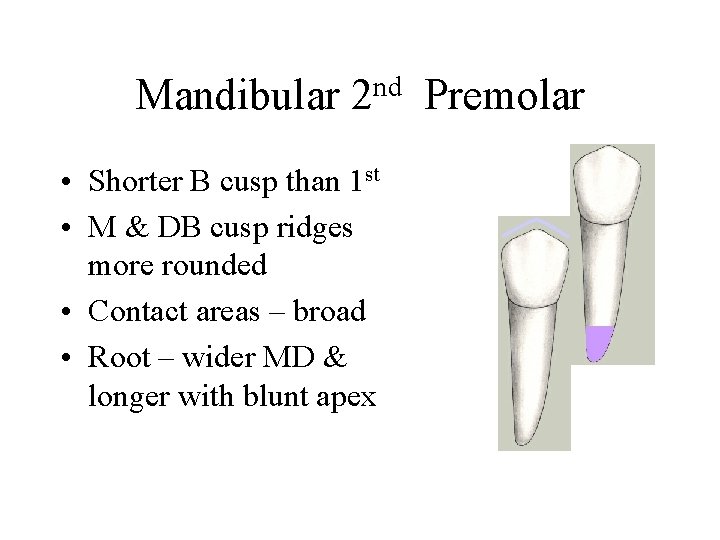 Mandibular nd 2 • Shorter B cusp than 1 st • M & DB