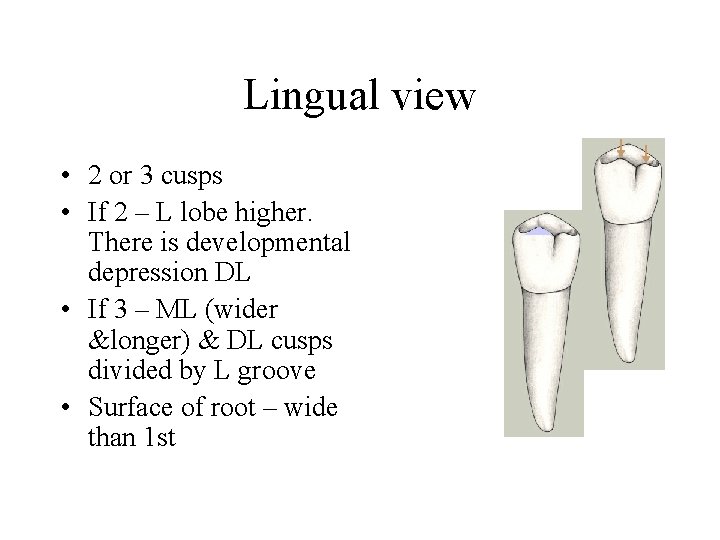 Lingual view • 2 or 3 cusps • If 2 – L lobe higher.