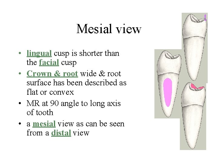 Mesial view • lingual cusp is shorter than the facial cusp • Crown &