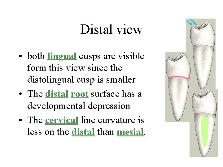 Distal view • both lingual cusps are visible form this view since the distolingual