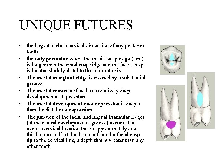 UNIQUE FUTURES • • • the largest occlusocervical dimension of any posterior tooth the